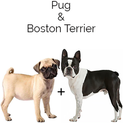 Bugg Dog